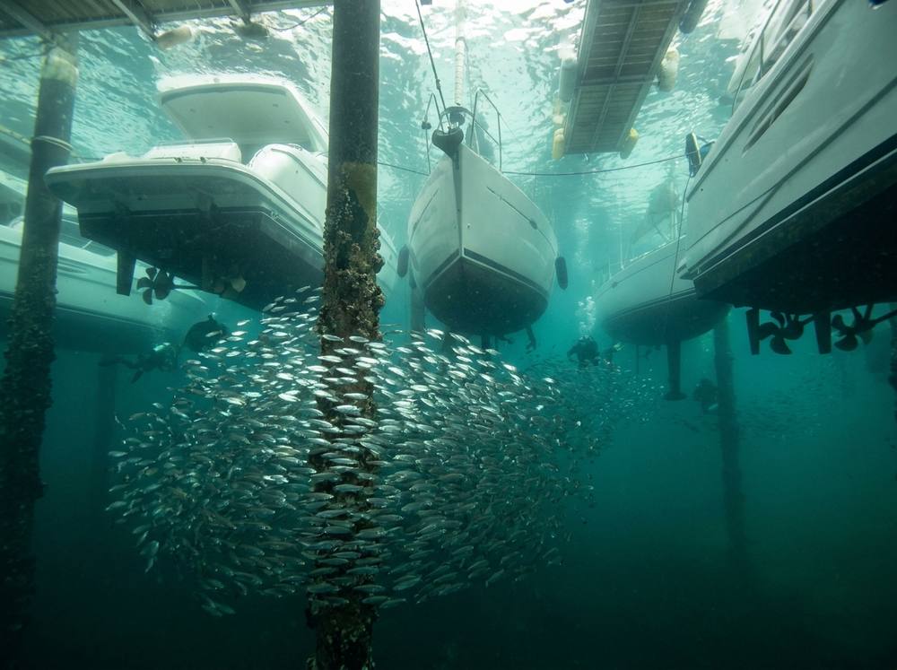 A school of fish in a marina beside moored yachts