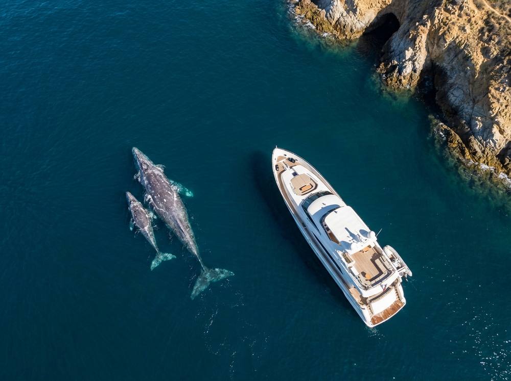 A grey whale and calf swimming near a yacht in deep blue water